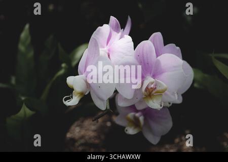 Gros plan de délicates fleurs d'orchidées roses et blanches dans une douce lumière naturelle. Banque D'Images