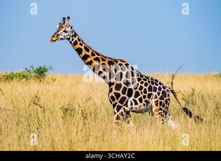 Une girafe de Rothschild adulte (Giraffa camelopardalis ssp. rothschildi) marchant dans de hautes herbes. Parc national de Murchison Falls, Ouganda, Afrique. Banque D'Images