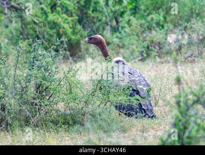 Griffon de Rüppell (Gyps rueppelli) en danger critique d'extinction dans les buissons. Parc national de Murchison Falls, Ouganda, Afrique. Banque D'Images