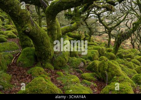 Roches et arbres ronds et mystérieux recouverts de mousse du bois de Wistmans dans le parc national de Dartmoor dans le Devonshire, en Angleterre Banque D'Images
