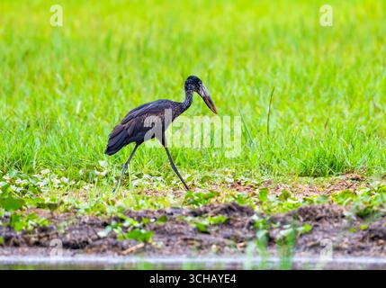 Un Openbill africain (Anastomus lamelligerus) marchant sur un champ d'herbe. Ouganda, Afrique. Banque D'Images
