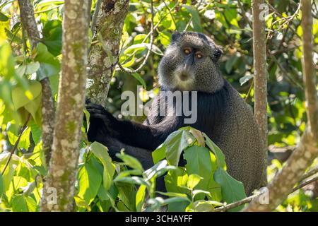 Singe bleu (Cercopithecus mitis) perché dans un arbre dans le parc national de la forêt de Nyungwe au Rwanda Banque D'Images