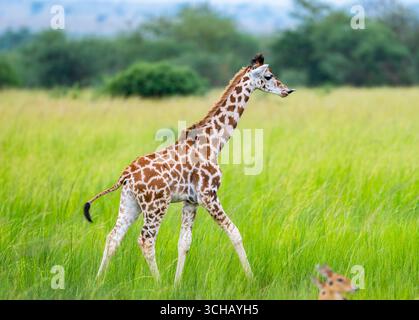 Une jeune girafe de Rothschild (Giraffa camelopardalis ssp. rothschildi) marchant sur un terrain d'herbe. Pian UPE Game Reserve, Ouganda, Afrique. Banque D'Images