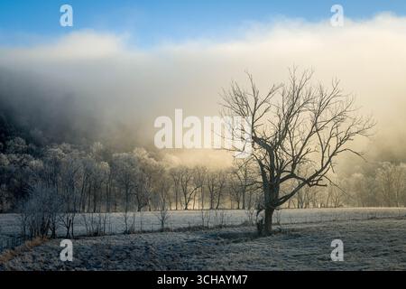 Le brouillard matinal dérive à travers les arbres givrés dans le comté de Pulaski, Missouri, tandis que le soleil levant jette une lueur dorée sur le paisible paysage d'Ozark. Banque D'Images