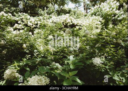 Jardin luxuriant avec des grappes de fleurs d'hortensia blanches en pleine floraison. Banque D'Images