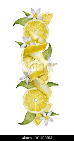Fruits de citron, écorce et fleurs dans un arrangement vertical. Dessin aquarelle, isolé sur blanc. Parfait pour l'emballage, les étiquettes, les menus, les cosmétiques et fo Banque D'Images