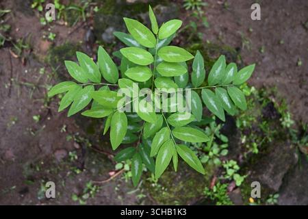 Vue aérienne d'une petite plante de groseille à maquereau qui pousse sur le sol et tremble lentement dans le vent. Cette plante porteuse de feuilles comestibles l'est également Banque D'Images