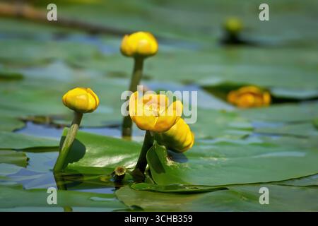 Fleur de nénuphar jaune (Nuphar lutea), bourgeons et feuilles flottantes à la surface de l'eau Banque D'Images