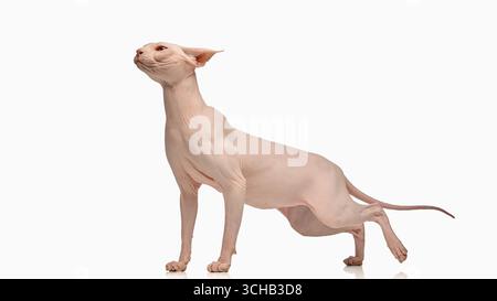 Chat sphynx sans poils s'étirant vers l'avant isolé sur blanc Banque D'Images