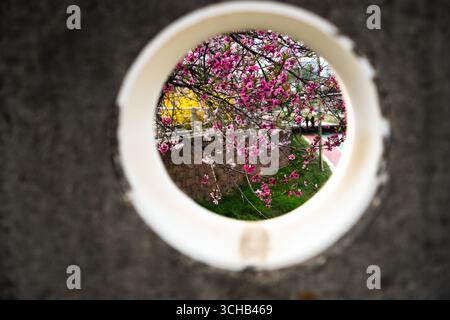 Vue sur les fleurs de cerisiers roses en fleurs encadrées par une fenêtre circulaire. Banque D'Images