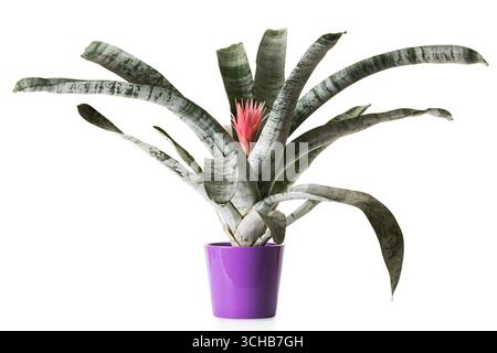 Fleur Achmea fasciata plante d'intérieur en pot de fleurs violet isolé sur fond blanc Banque D'Images