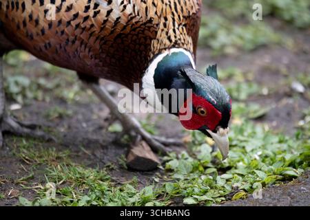 Le faisan commun (Phasianus colchicus), le faisan à cou rond ou le faisan à tête bleue, est un oiseau de la famille des faisans (Phasianidae). Banque D'Images