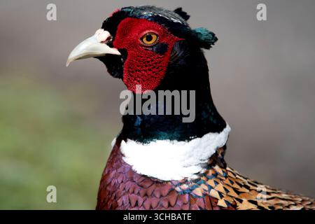Le faisan commun (Phasianus colchicus), le faisan à cou rond ou le faisan à tête bleue, est un oiseau de la famille des faisans (Phasianidae). Banque D'Images