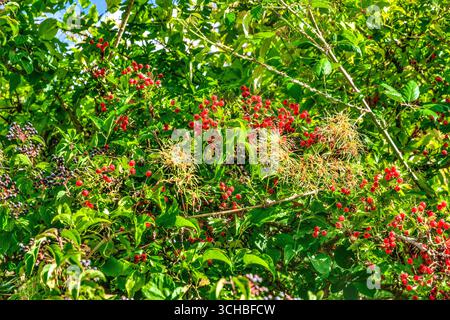 Haies de bord de route avec aubépines (Crataegus) en automne montrant des baies rouges abondantes avec des propriétés médicales antioxydantes - centre de la France. Banque D'Images