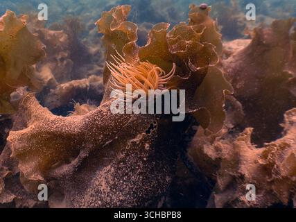 Anémone de Snakelocks (Anemonia viridis) sur l'île de Mull, Argyll et Bute, en Écosse Banque D'Images