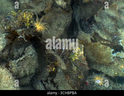 Anémone de Snakelocks (Anemonia viridis) sur l'île de Mull, Argyll et Bute, en Écosse Banque D'Images