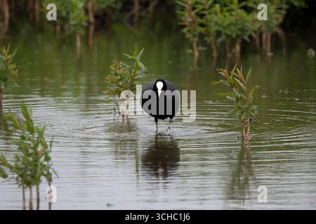 Le Coot eurasien (Fulica atra), également connu sous le nom de Common Coot, ou Coot australien. Banque D'Images