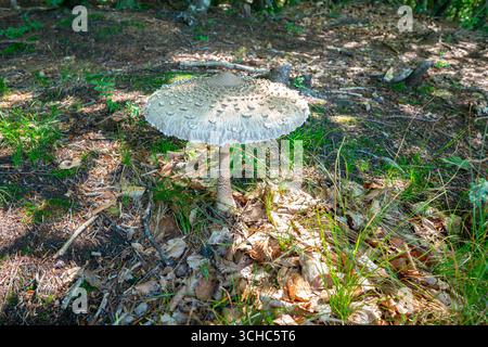 Grand champignon parasol blanc poussant dans une forêt parmi les feuilles tombées et l'herbe Banque D'Images