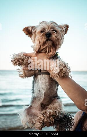 Un adorable chien Yorkshire Terrier est retenu près de l'océan en regardant la caméra. Un petit chien Yorkie est retenu par une personne sur la mer et la plage b Banque D'Images