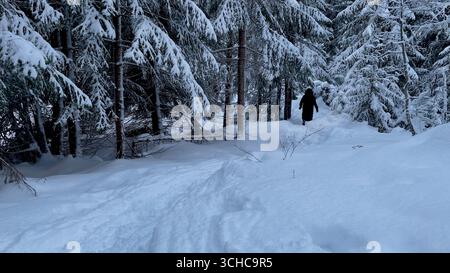 Forêt enneigée norvégienne chutes de neige dans la forêt Banque D'Images