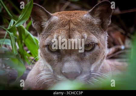 Puma, le zoo de Belize, Belize Un puma Puma concolor se détend dans son enclos au zoo de Belize, Belize, le 7 juillet 2025. Aussi connus sous le nom de lions de montagne ou couguars, les pumas sont les deuxièmes plus grands chats sauvages du Belize. Bien qu'ils puissent pousser presque aussi gros que des jaguars, les pumas ne peuvent pas rugir à la place, ils communiquent par le biais de grognements, sifflements et ronronnements. Ce sont des chasseurs furtifs, qui se nourrissent de cerfs et de petits mammifères forestiers. Avec une vaste gamme de produits allant du Canada au Chili, le puma est l’un des carnivores les plus adaptables des Amériques. La Democracia Belize Copyright : xMatrixxImagesx/xWendixWux Banque D'Images