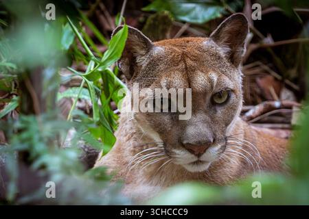 Puma, le zoo de Belize, Belize Un puma Puma concolor se détend dans son enclos au zoo de Belize, Belize, le 7 juillet 2025. Aussi connus sous le nom de lions de montagne ou couguars, les pumas sont les deuxièmes plus grands chats sauvages du Belize. Bien qu'ils puissent pousser presque aussi gros que des jaguars, les pumas ne peuvent pas rugir à la place, ils communiquent par le biais de grognements, sifflements et ronronnements. Ce sont des chasseurs furtifs, qui se nourrissent de cerfs et de petits mammifères forestiers. Avec une vaste gamme de produits allant du Canada au Chili, le puma est l’un des carnivores les plus adaptables des Amériques. La Democracia Belize Copyright : xMatrixxImagesx/xWendixWux Banque D'Images