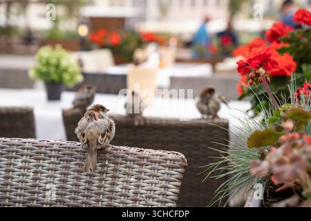 Petit moineau perché sur une chaise en osier avec des fleurs de géranium rouge et un café en plein air en arrière-plan Banque D'Images