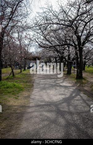 Cherry Blossom Pathway avec des gens marchant au printemps. Les piétons profitent d'une passerelle bordée de cerisiers en fleurs au printemps. Banque D'Images