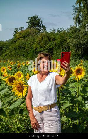 Femme prenant une photo selfie dans un champ de tournesols poussant dans les terres agricoles agricoles du Herefordshire Angleterre, cultivées comme culture alternative Banque D'Images