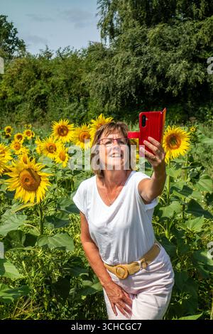 Femme prenant une photo selfie dans un champ de tournesols poussant dans les terres agricoles agricoles du Herefordshire Angleterre, cultivées comme culture alternative Banque D'Images