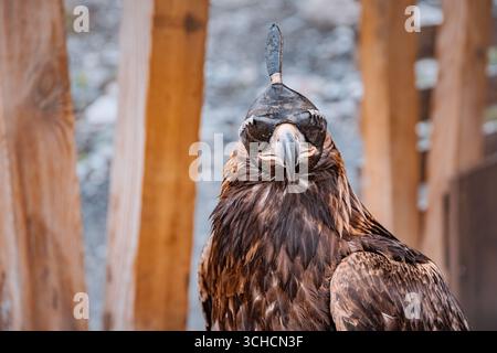 Aigle doré portant une capuche traditionnelle en cuir utilisée en fauconnerie, debout devant une clôture en bois Banque D'Images
