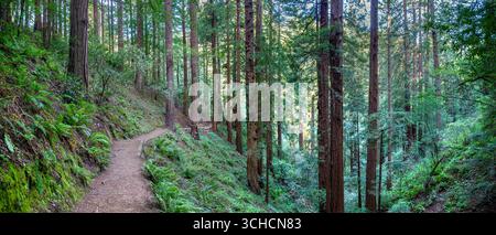 Le sentier Lost Trail dans les vieux arbres de séquoias de Muir Woods National Monument sur le mont Tamalpais dans le nord de la Californie, États-Unis Banque D'Images