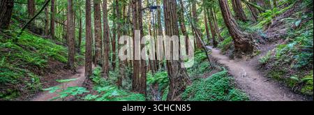 Faites demi-tour sur le Lost Trail dans la forêt de séquoias Old-Growth du monument national de Muir Woods en Californie du Nord. Banque D'Images
