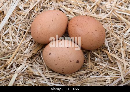 Trois œufs de poule bruns sur paille sèche dans le nid. Banque D'Images