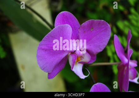 Une photographie rapprochée vivante d'une fleur d'orchidée violette en pleine floraison. Banque D'Images