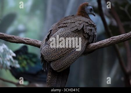 Le Grand Argus (Argusianus argus), ou Grand Argus, est une grande espèce de faisan originaire d'Asie du Sud-est. Banque D'Images