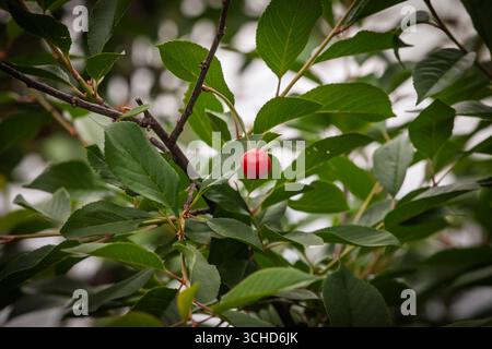 cerise mûre unique accrochée à une branche avec des feuilles vertes. La lumière douce et la faible profondeur de champ soulignent l'ambiance des fruits rouges et du jardin frais, ces a Banque D'Images