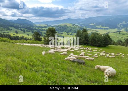 Moutons qui paissent paisiblement sur un pâturage verdoyant dans le magnifique paysage montagneux de Slovaquie Banque D'Images