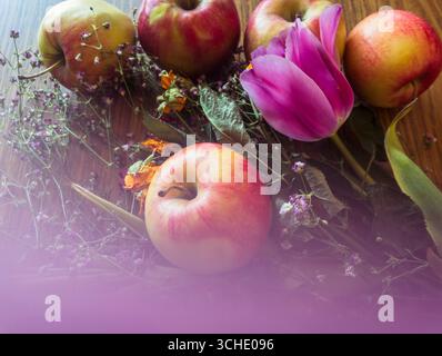 Des pommes rouges et jaunes fraîchement cueillies sont disposées sur une table en bois à côté d'une tulipe violette vibrante et de délicates fleurs séchées, créant un style rustique et rustique Banque D'Images