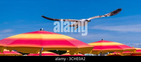 Vue panoramique d'une mouette volant au-dessus de grands parasols colorés. Banque D'Images