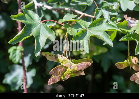 Érable des champs (Acer campestre) avec des graines ailées roses et jaunes ou samaras en août ou fin d'été, Angleterre, Royaume-Uni Banque D'Images