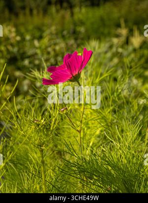 Fleur rose foncé rétroéclairée de Cosmos bipinnatus « Dazzler » en fleurs, poussant dans un jardin d’été au Royaume-Uni Banque D'Images
