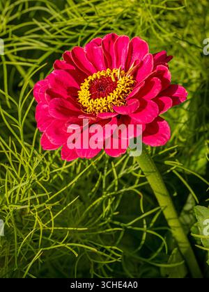 Gros plan de Zinnia elegans « Dahlia fleuri exquis » avec des pétales rose vif et un centre jaune poussant dans un jardin d’été. Banque D'Images
