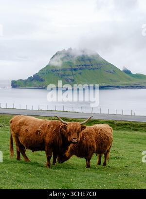 Deux bovins moelleux des Highlands paissent paisiblement dans un champ d'herbe verdoyant. Banque D'Images