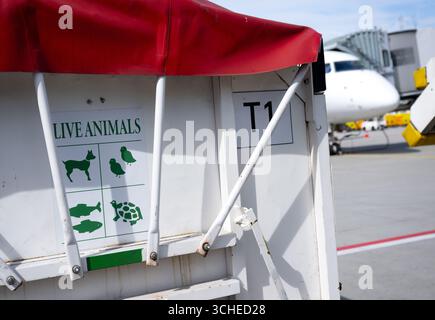 Munich, Allemagne. 01 Sep, 2025. ILLUSTRATION - Un chariot à bagages pour animaux portant l'inscription « animaux vivants » se dresse sur le tablier de l'aéroport de Munich. Crédit : Sven Hoppe/dpa/Alamy Live News Banque D'Images