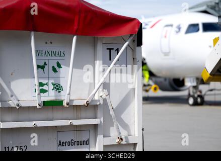 Munich, Allemagne. 01 Sep, 2025. ILLUSTRATION - Un chariot à bagages pour animaux portant l'inscription « animaux vivants » se dresse sur le tablier de l'aéroport de Munich. Crédit : Sven Hoppe/dpa/Alamy Live News Banque D'Images