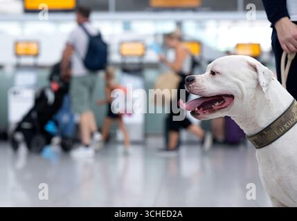 Munich, Allemagne. 01 Sep, 2025. ILLUSTRATION - Dog Peanut (American Bulldog) est assis à l'aéroport de Munich devant les comptoirs d'enregistrement du terminal (scène organisée). Crédit : Sven Hoppe/dpa/Alamy Live News Banque D'Images