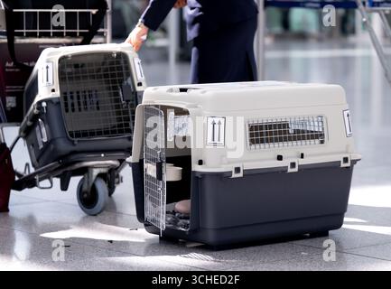 Munich, Allemagne. 01 Sep, 2025. Une femme se tient à côté des caisses de transport pour animaux à l'aéroport de Munich, devant les comptoirs d'enregistrement du terminal. Crédit : Sven Hoppe/dpa/Alamy Live News Banque D'Images