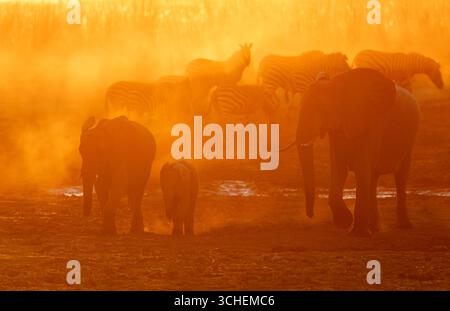 Trois éléphants d'Afrique apparaissent dans la poussière et en contre-jour contre le soleil couchant, zèbres en arrière-plan - Linyanti, nord du Botswana, Afrique Banque D'Images