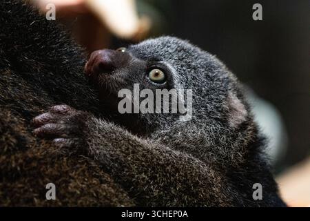 Ours cuscus, Phalanger maculatus avec bébé sur le dos. mignon petit animal de couleur sombre avec une longue queue et des pattes tenaces avec des griffes. Vit dans les arbres Banque D'Images